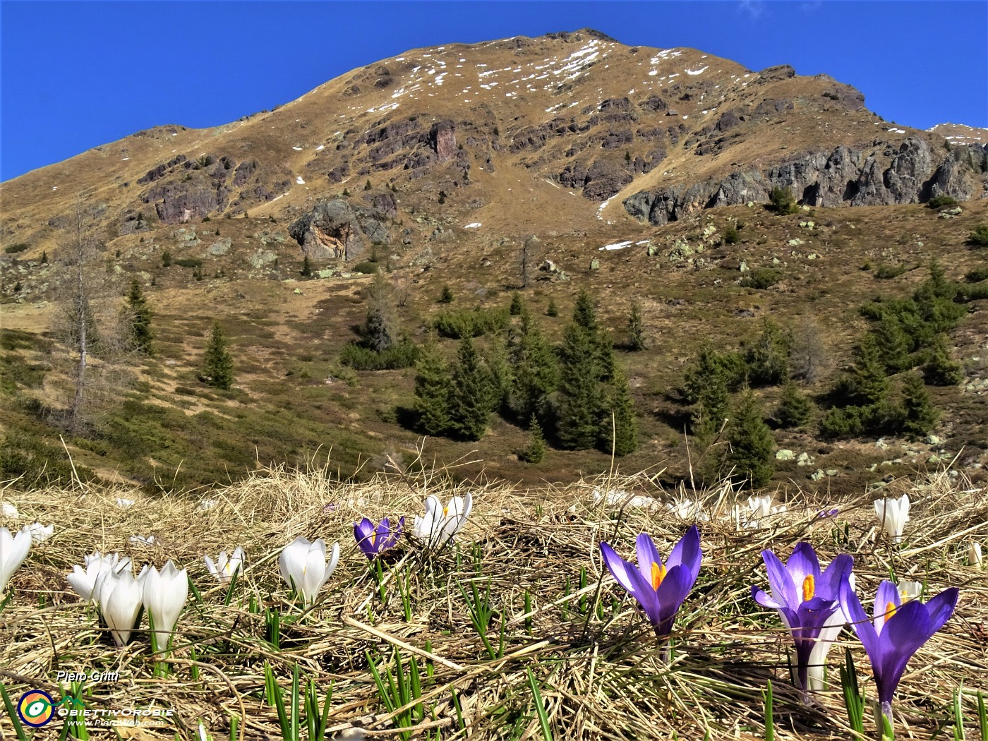 27 Al Monte Campo (Baita del Tino 1870 m) Crocus vernus (Zafferano maggiore) bianchi e violetti con vista sullo Spondone.JPG